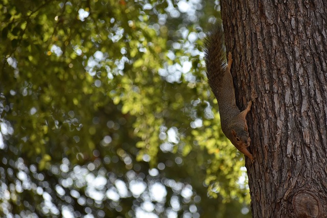 在西甲效力 在西甲效力