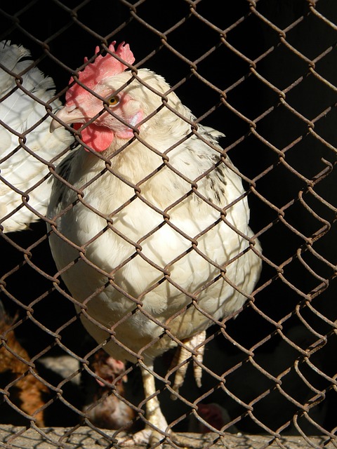 与中国国奥